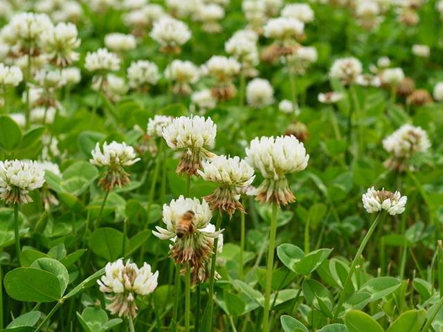 綠化草坪種子種植，白三葉的有點有哪些