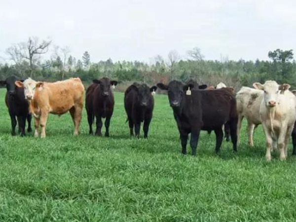 高產(chǎn)優(yōu)質(zhì)牧草一年生黑麥草品種—牧大師(Grazemaster) 高產(chǎn)優(yōu)質(zhì)牧草一年生黑麥草品種—牧大師(Grazemaster)