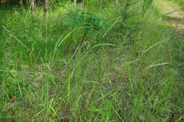 想種植披堿草，又不知道種植方法，這有幾個(gè)方法