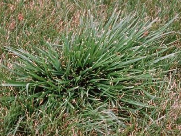 園林綠化中草坪種類的分類與鑒別要點(diǎn) 園林綠化中草坪種類的分類與鑒別要點(diǎn)