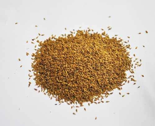 結(jié)縷草草坪草的經(jīng)濟價值及其種植管理技術(shù) 結(jié)縷草草坪草的經(jīng)濟價值及其種植管理技術(shù)