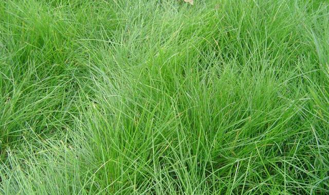 冷季型草坪種子紫羊茅種植起來居然會這么簡單 冷季型草坪種子紫羊茅種植起來居然會這么簡單