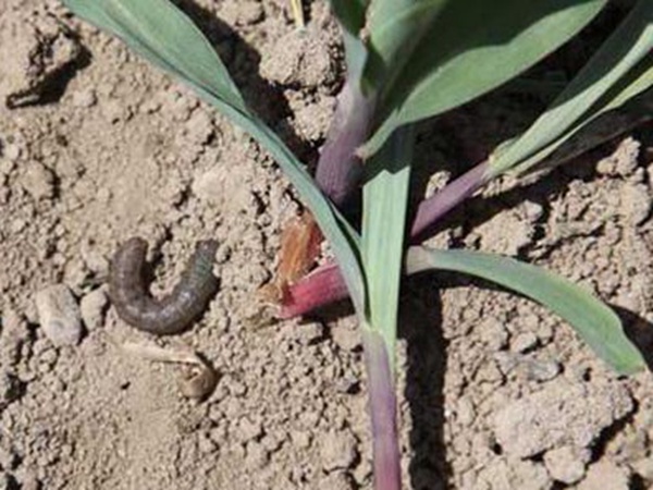 墨西哥玉米草出苗成活率是什么原因，怎么樣提高成活率？