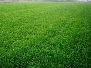 草坪如何才能美如畫(huà)，需要這幾個(gè)步驟