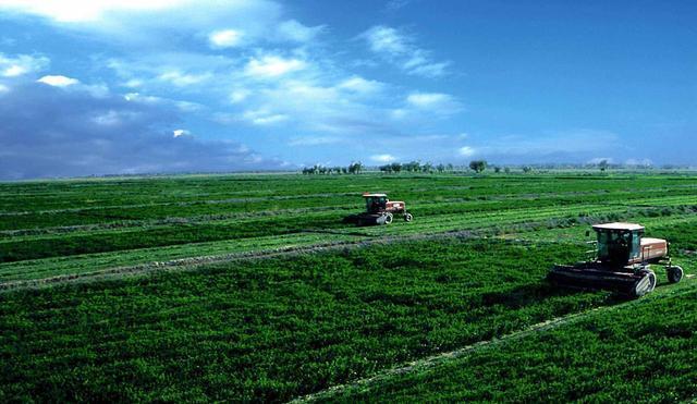 紫花苜蓿人工種植方法有哪些？有什么需要注意的？