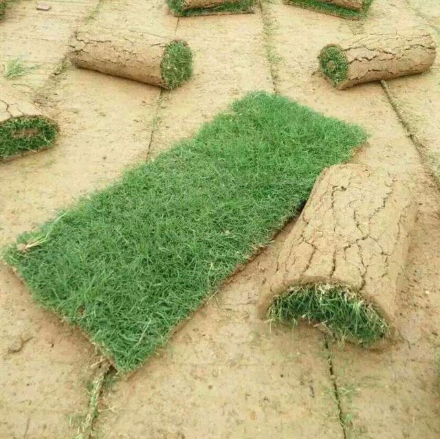 百慕大草坪經(jīng)濟價值以及播種管理技術(shù) 百慕大草坪經(jīng)濟價值以及播種管理技術(shù)