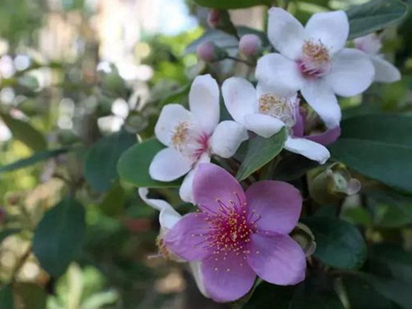 桃金娘的鑒賞與栽培養(yǎng)護 桃金娘的鑒賞與栽培養(yǎng)護