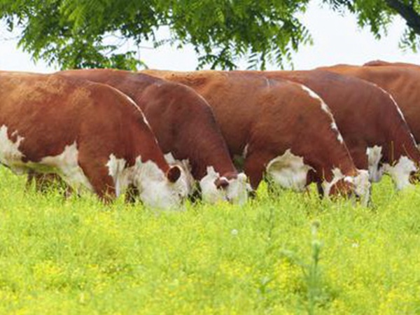 皇竹草養(yǎng)牛，種植皇竹草牧草一畝地可以養(yǎng)殖多少牛？