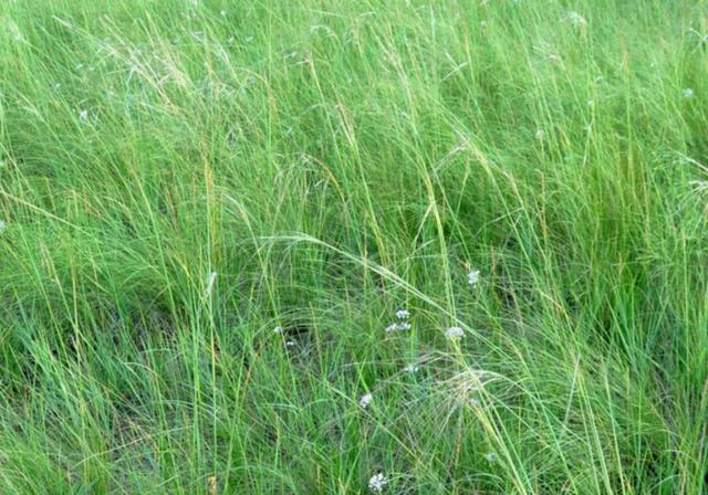 耐活堿草農(nóng)作物，要知道它的生物特性，種植起來很簡單