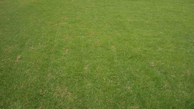 草坪綠化中的王者，護(hù)坡能力強大的的剪股穎草種