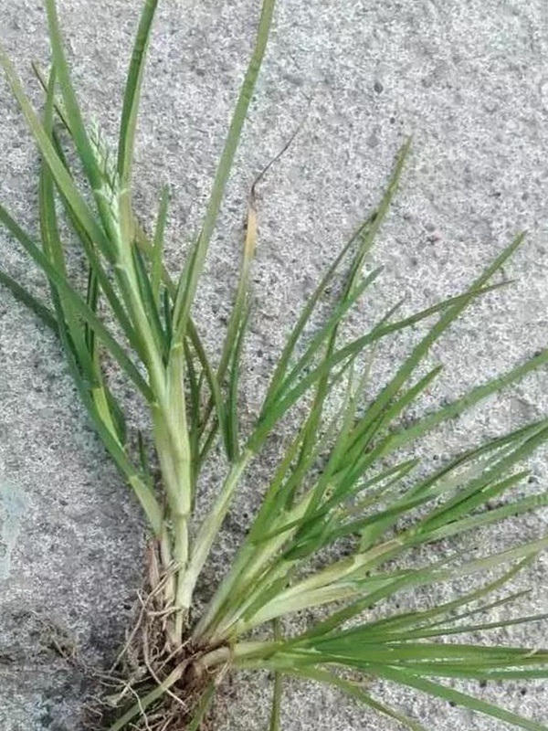 早熟禾，處理方法