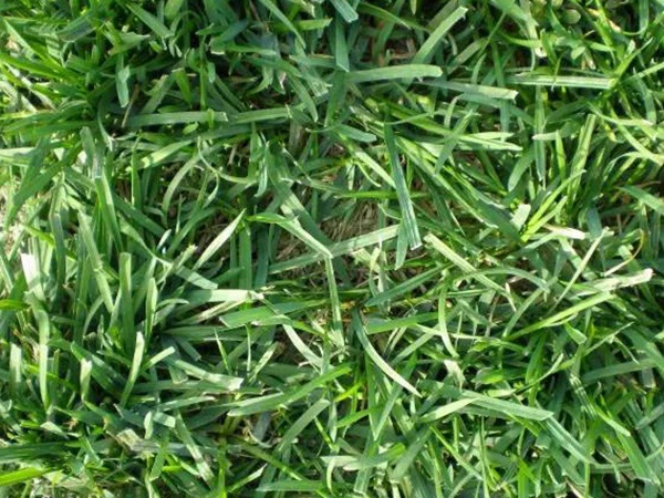 早熟禾草坪種子特點介紹以及鳥巢性狀種植方法