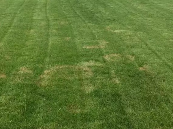 早熟禾草坪種子特點介紹以及鳥巢性狀種植方法