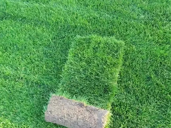 果嶺草管理方法以及播種養(yǎng)護(hù)技術(shù) 果嶺草管理方法以及播種養(yǎng)護(hù)技術(shù)