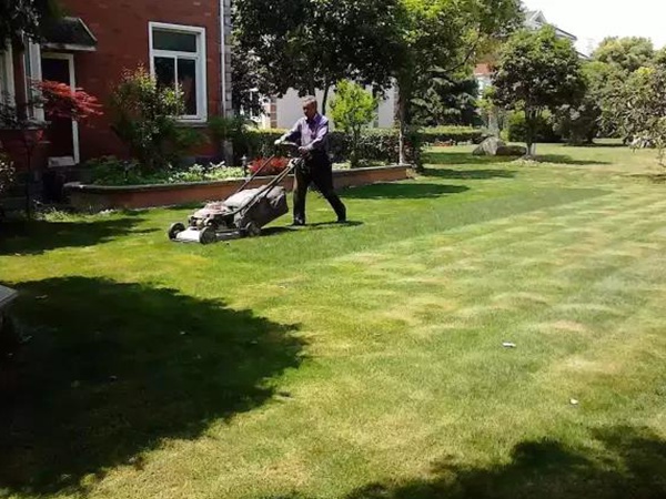 果嶺草種植基本養(yǎng)護(hù)技術(shù)，什么時(shí)候種植發(fā)芽率最好