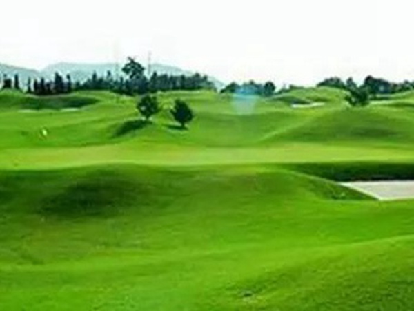 矮生百慕大草坪種子如何種植