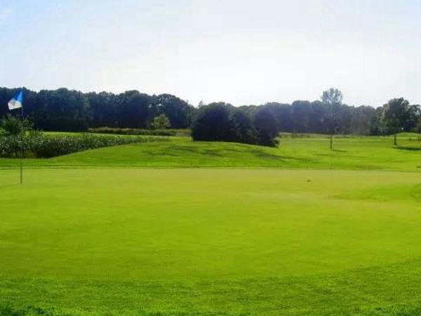 矮生百慕大草坪種子如何種植