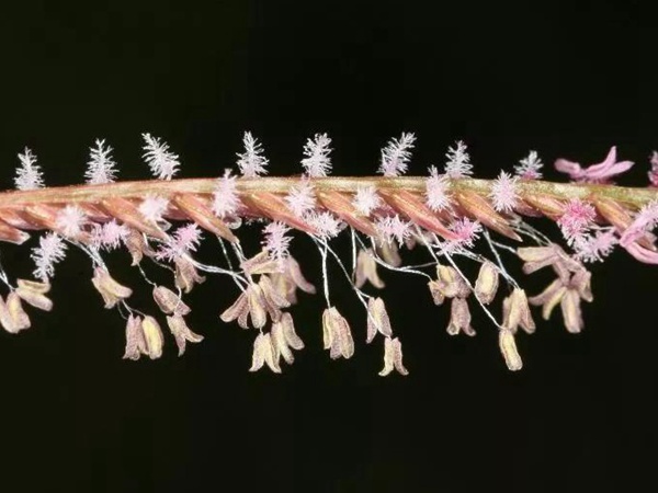 狗牙根品種基本介紹，種植效果