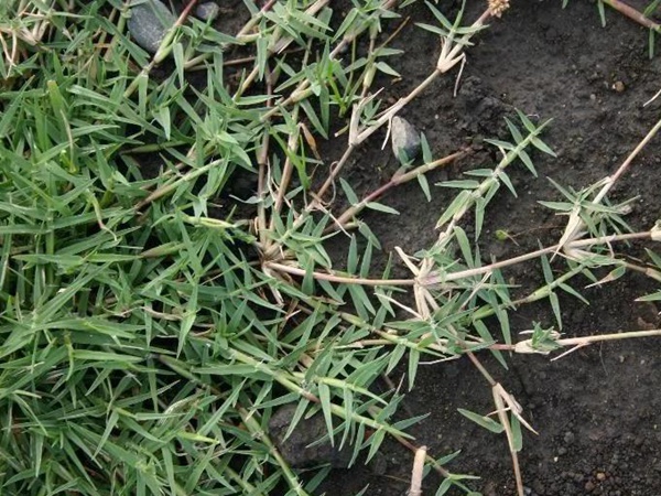 狗牙根品種基本介紹，種植效果