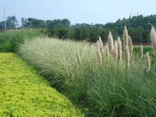 彎葉畫眉草——園林不可缺少的草坪種子 耐旱植物