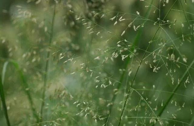 彎葉畫眉草——園林不可缺少的草坪種子 耐旱植物