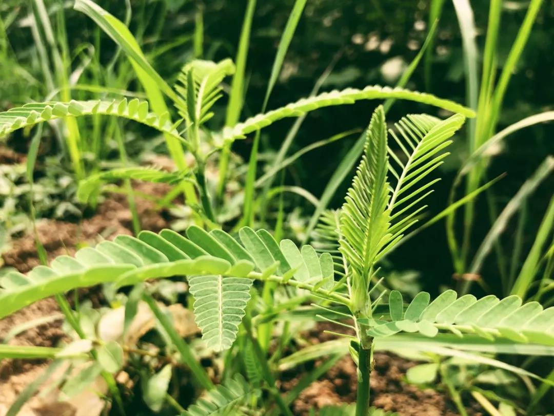 西浦牧草種子——田菁 西浦牧草種子——田菁