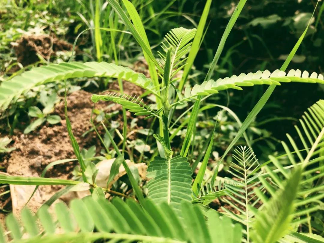 西浦牧草種子——田菁 西浦牧草種子——田菁