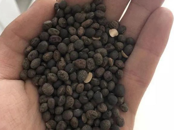 毛苕子的種植方法以及管理技術(shù) 毛苕子的種植方法以及管理技術(shù)