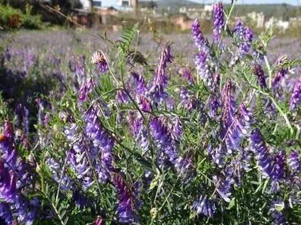 毛苕子的種植方法以及管理技術(shù) 毛苕子的種植方法以及管理技術(shù)