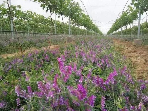 毛苕子的種植方法以及管理技術(shù) 毛苕子的種植方法以及管理技術(shù)