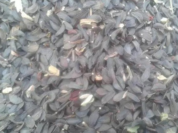 苦荬菜的栽培技術(shù)與播種方法 苦荬菜的栽培技術(shù)與播種方法