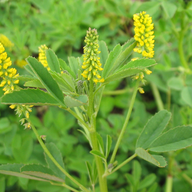 牧草種子——草木樨栽培技術(shù) 牧草種子——草木樨栽培技術(shù)