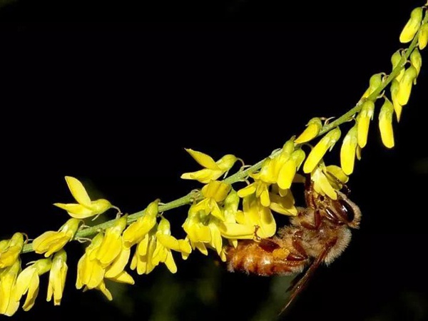 牧草種子——草木樨(白花和黃花) 牧草種子——草木樨(白花和黃花)