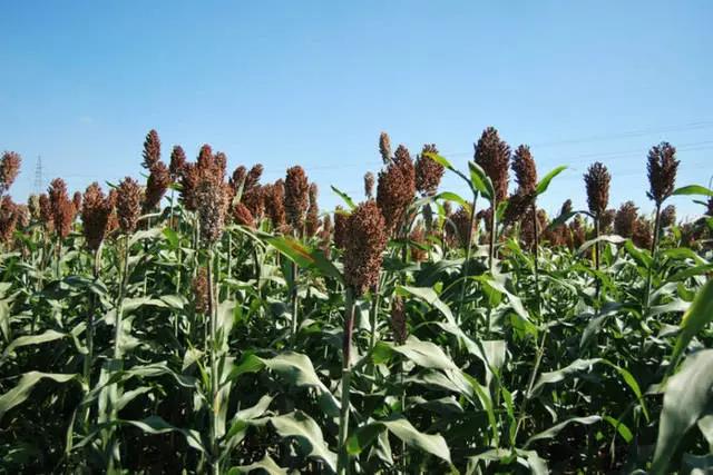 “北方”牧草種子——甜高粱，不僅用途廣，效益更是高！