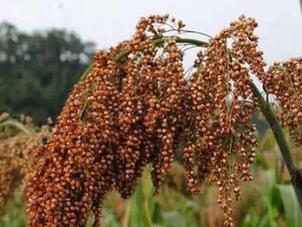 甜高粱簡(jiǎn)單的種植方法，如何播種