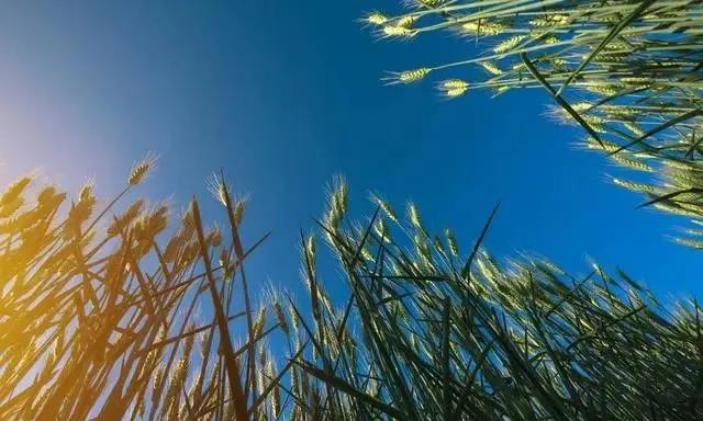 啤飼大麥病蟲害，防治研究方法有哪些，這里有幾個方法