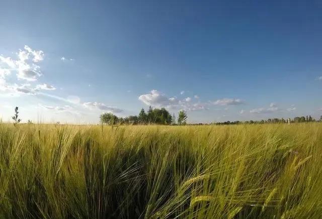 啤飼大麥病蟲害，防治研究方法有哪些，這里有幾個方法