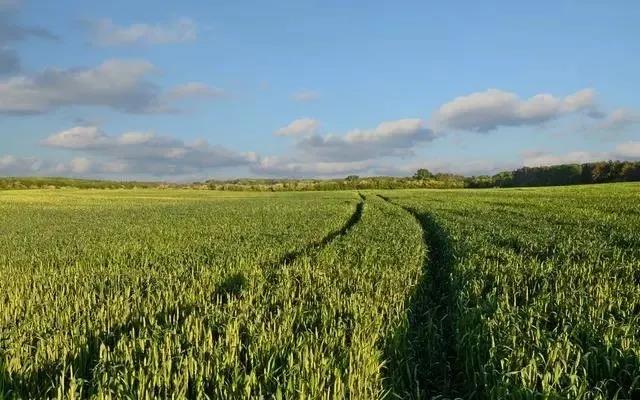 啤飼大麥病蟲害，防治研究方法有哪些，這里有幾個方法
