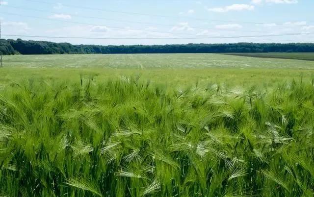 啤飼大麥病蟲害，防治研究方法有哪些，這里有幾個方法