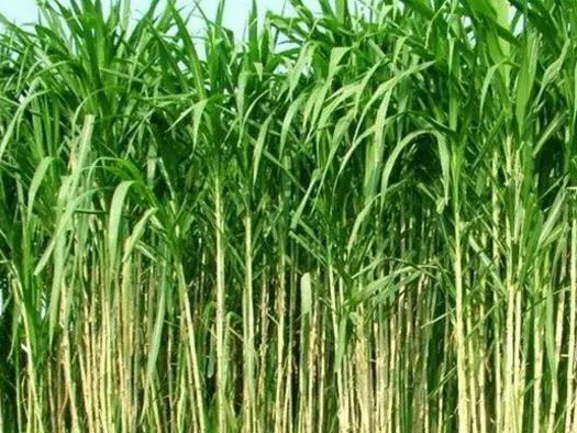 皇竹草養(yǎng)豬、喂雞可降低成本增加收入，栽培方法！