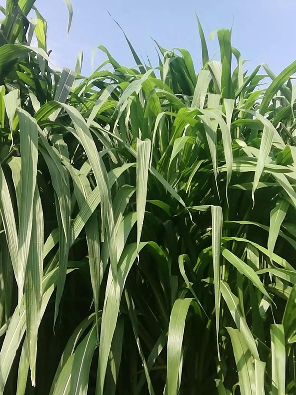 皇竹草介紹以及栽培技術(shù) 皇竹草介紹以及栽培技術(shù)