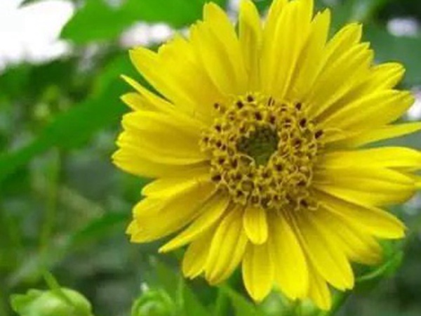 串葉松香草的種植方法，如何種植比較合適？