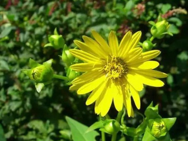 串葉松香草的種植方法，如何種植比較合適？