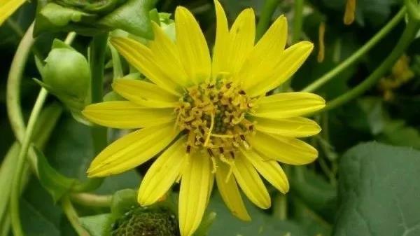 串葉松香草種植簡單，種植方法是什么