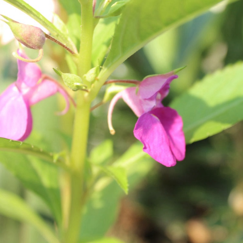 中國鳳仙 中國鳳仙