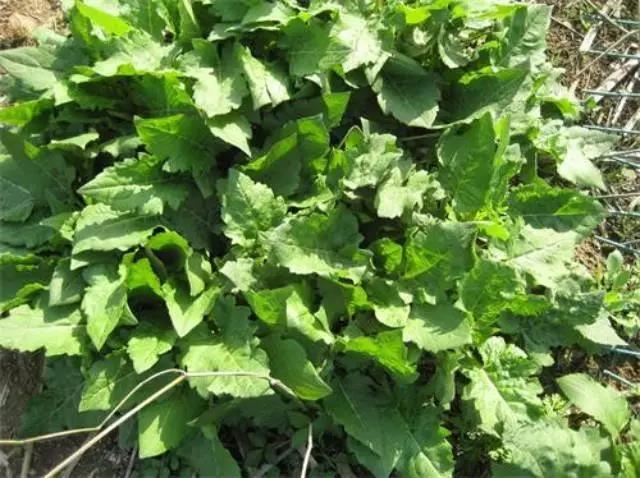 牧草養(yǎng)豬---串葉松香草種子栽培方法 牧草養(yǎng)豬---串葉松香草種子栽培方法