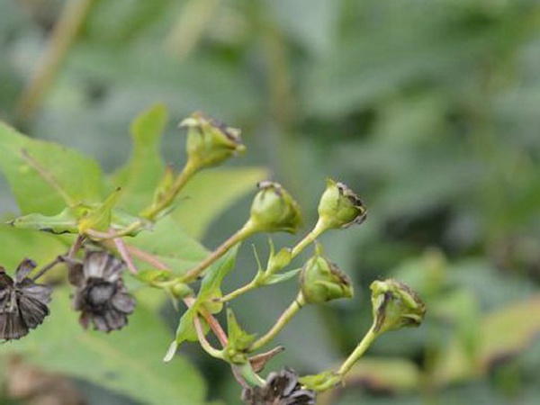 牧草種子介紹丨串葉松香草形態(tài)特征以及主要價(jià)值 牧草種子介紹丨串葉松香草形態(tài)特征以及主要價(jià)值