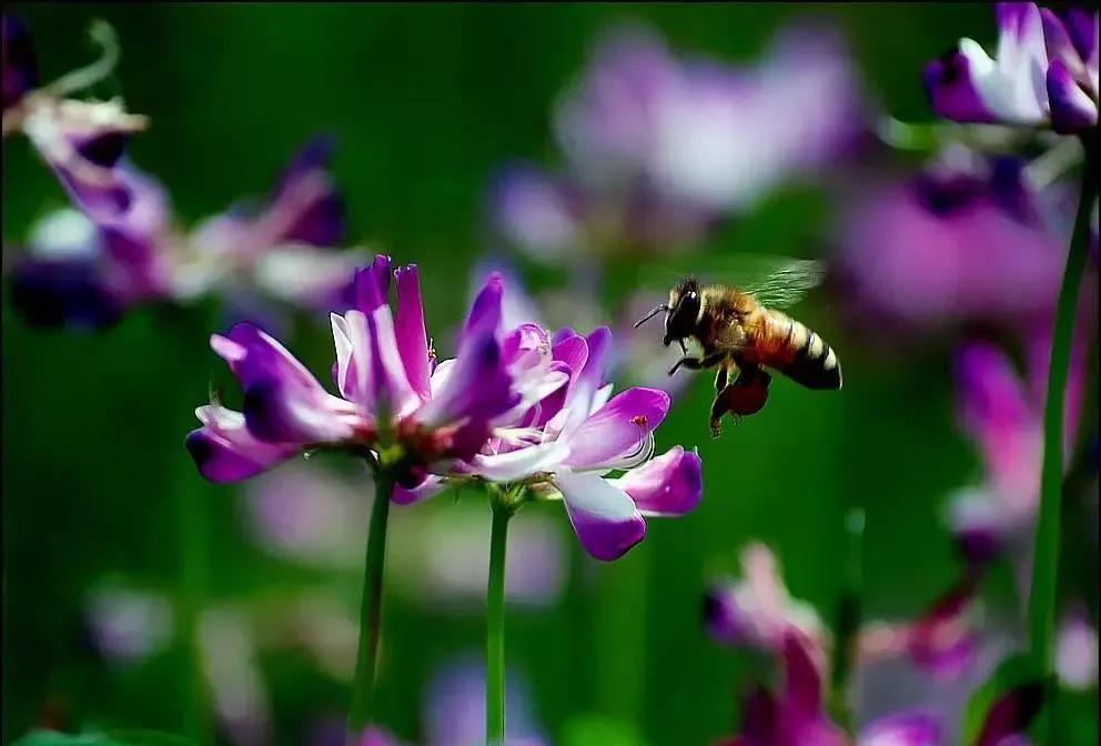 美麗的紫云英播種方法以及管理技術(shù)
