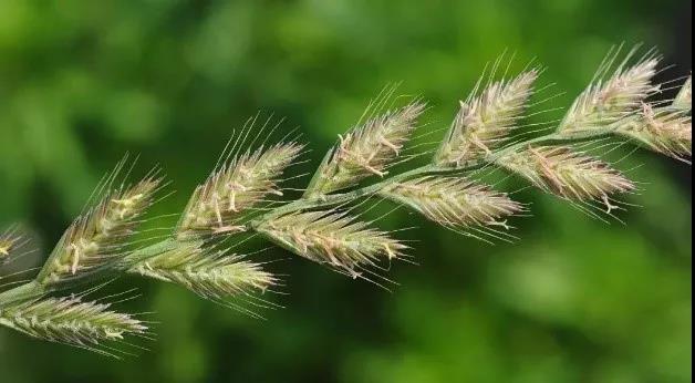 一年生黑麥草基本介紹，和多年生黑麥草有什么區(qū)別