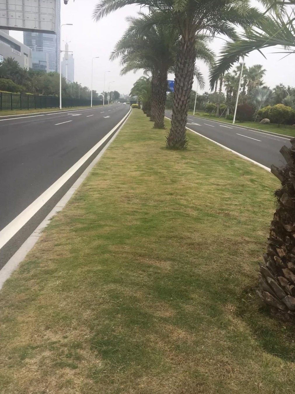 一年生黑麥草秋冬季補(bǔ)播種技術(shù)以及養(yǎng)護(hù)方法